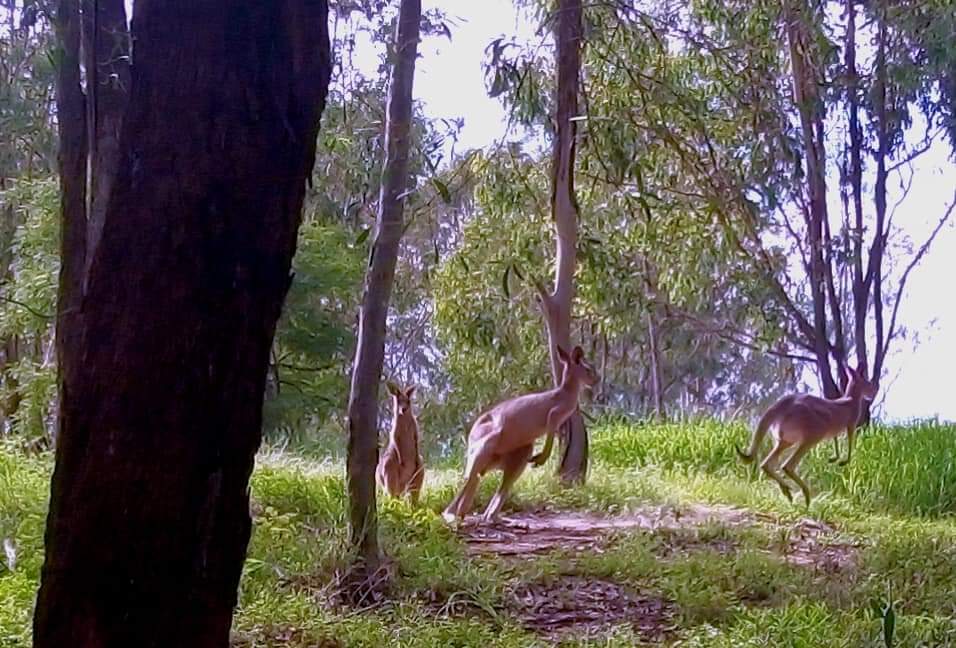 beautiful kangaroos